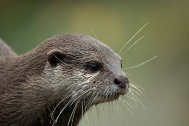 Asyalı küçük pençeli su samuru Amblonyx cinerea, aynı zamanda doğulu küçük pençeli su samuru veya kayanın üzerindeki küçük pençeli su samuru olarak da bilinir. Küçük sevimli kahverengi bir hayvanın detaylı portresi.