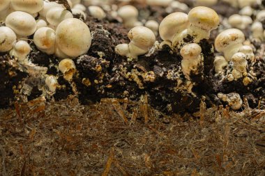 Beyaz mantarlar besin açısından zengin topraklarda gelişir, doğal bir ortamda organik madde ve toprak dokuları sergiler..