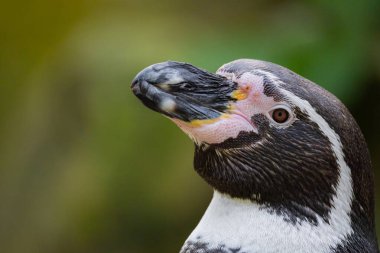 Humboldt Pengueni, Koloni Sfenisküs Humboldti. Küçük ve şirin bir penguenin geniş ve detaylı portresi. Uçmayan komik siyah beyaz kuş