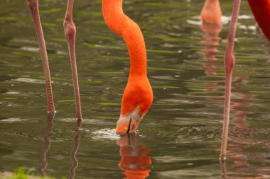 Parlak pembe flamingo sürüsü güzel yeşil bir gölette duruyor.