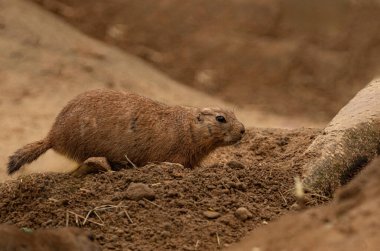 Küçük kemirgen, çayır köpeği, yiyeceğini kemirir. Hayvan kahverengi bir kum yığınının üzerinde oturur.