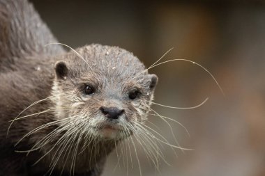 Asyalı küçük pençeli su samuru Amblonyx cinerea, aynı zamanda doğulu küçük pençeli su samuru veya kayanın üzerindeki küçük pençeli su samuru olarak da bilinir. Küçük sevimli kahverengi bir hayvanın detaylı portresi.