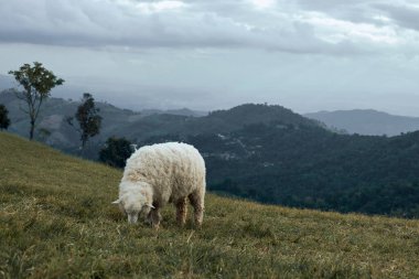 Tayland kırsalında dağda koyun.