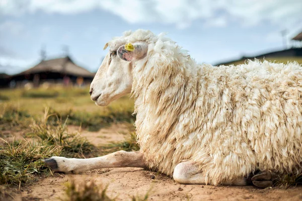 Schafe Auf Den Bergen Ländlichen Thailand — Stockfoto