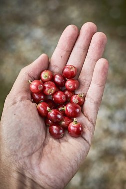 Tayland 'ın kuzeyindeki çiftçide kırmızı kahve çekirdekleri. Malzeme yemeği, seçici odaklanma.