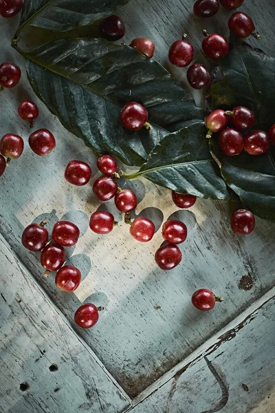 Red ripe arabica coffee berries and leaves close up, selective focu