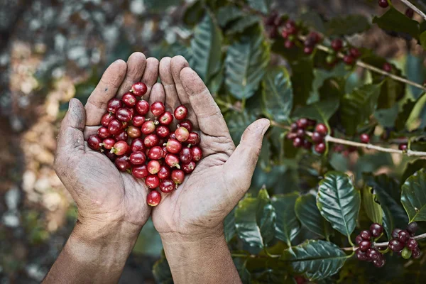 Röda Kaffebönor Händerna Bonde Norra Thailand Ingrediensmat Selektivt Fokus — Stockfoto