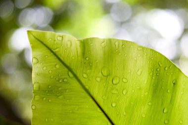 Güzel soyut Yeşil Yaprak doğa duvar kağıdı tasarımı, seçici odaklanma