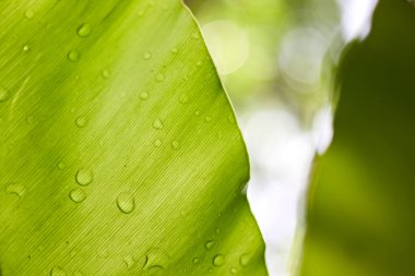 Güzel soyut Yeşil Yaprak doğa duvar kağıdı tasarımı, seçici odaklanma