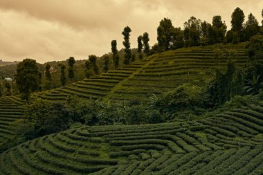 Chiang Rai, Tayland Doi Mae Salong plantasyonunda çay