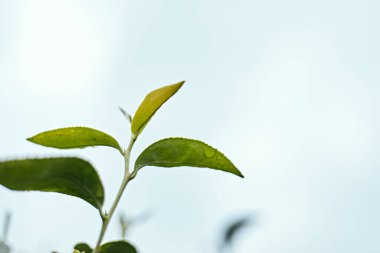Çay tarlasında çay yaprağı, doğal arka plan yaratmak için bol bahçelerin parlaklığını ve tazeliğini gösterir.