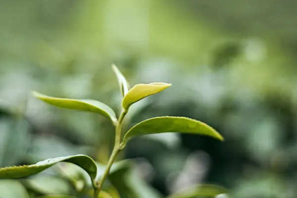 ใบชาในสวนชาเพ อสร างพ นหล งธรรมชาต แสดงให งความสว างและความสดช นของสวนท ดมสมบ — ภาพถ่ายสต็อก