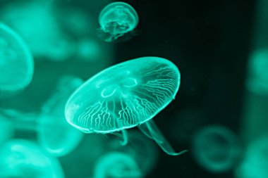 Suda yüzen denizanaları, seçici odaklanma