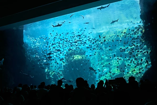 巨大な水族館のビューの青いカーテンを眺める人々のシルエット — ストック写真
