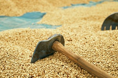 Çiğ kahve çekirdekleri, raflarda kahve kurutma işlemi Chiang Rai Tayland 'ın kuzeyindeki fabrika bölgesinde güneş ışığı çiftliği, seçici odak noktası.