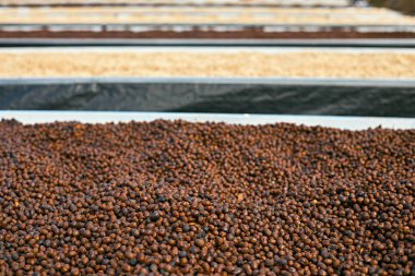 Çiğ kahve çekirdekleri, raflarda kahve kurutma işlemi Chiang Rai Tayland 'ın kuzeyindeki fabrika bölgesinde güneş ışığı çiftliği, seçici odak noktası.