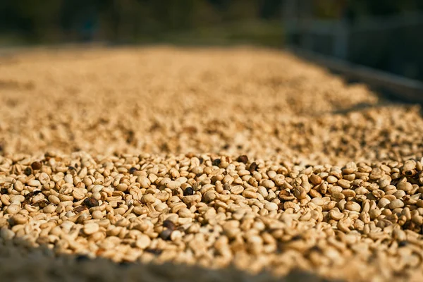 Raw coffee beans, coffee drying process on shelf natural sunlight plantation at factory community north of Chiang Rai Thailand,selective focu