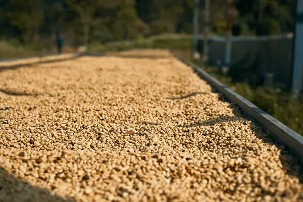 Raw coffee beans, coffee drying process on shelf natural sunlight plantation at factory community north of Chiang Rai Thailand,selective focu