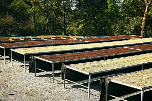 Rauwe Koffiebonen Koffie Drogen Proces Plank Natuurlijk Zonlicht Plantage Fabriek — Stockfoto