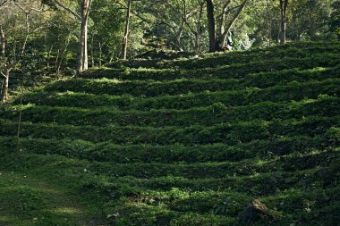 Tayland 'ın Chiang Rai bölgesindeki Doi Chang çiftliğindeki kahve tarlasında kahve ağacı.