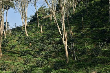 Tayland 'ın Chiang Rai bölgesindeki Doi Chang çiftliğindeki kahve tarlasında kahve ağacı.