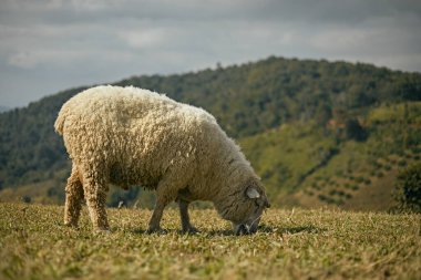 Akha Farmville, Doi Chang 'in tek koyun çiftliği, Chiang Rai, dağın tepesinde.