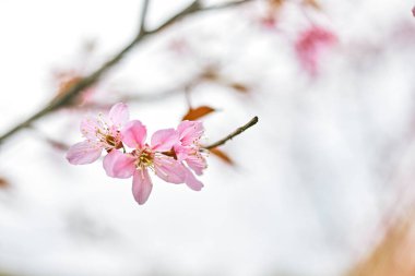 Vahşi Himalaya kirazı ya da Prunus Cerasoides Doi Chang Ulusal Parkı 'nda saklanıyor, Chiang Rai