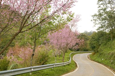 Vahşi Himalaya kirazı ya da Prunus Cerasoides Doi Chang Ulusal Parkı 'nda saklanıyor, Chiang Rai