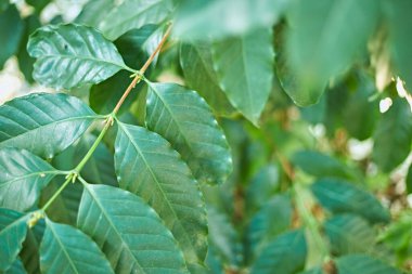 Chiang rai dağındaki kahve tarlasında kahve ağacı, thailan