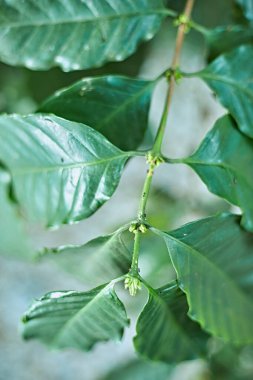 Chiang rai dağındaki kahve tarlasında kahve ağacı, thailan