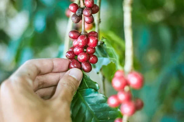 Arabica coffee berries ,chiang rai , thailan
