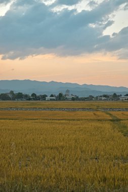 Chiang rai 'deki altın tarlalar, Kuzey Taylan