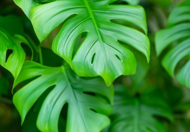 Canavar yapraklı tropik bitki duvarı arka planı