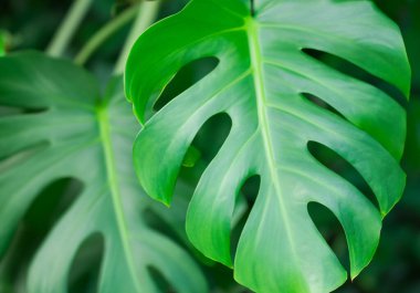 Canavar yapraklı tropik bitki duvarı arka planı