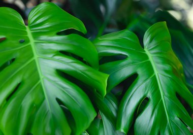 Canavar yapraklı tropik bitki duvarı arka planı