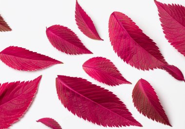 Pembe, kırmızı, Viva Magenta beyaz izole arkaplanda ayrılıyor