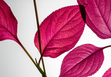 Pembe, kırmızı, Viva Magenta beyaz izole arkaplanda ayrılıyor