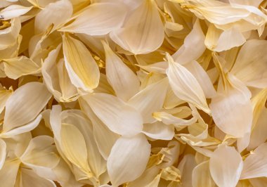 Kuru yaprakların doğal deseni, makro doku.