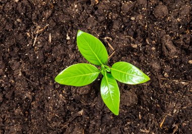 Sabah vakti toprağın altında genç bir bitki doğanın sırtından geçiniyor.