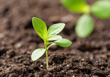 Sabah vakti toprağın altında genç bir bitki doğanın sırtından geçiniyor.