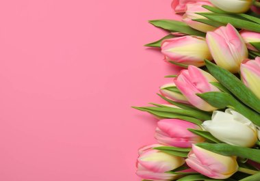 Pembe arka planda uzanan güzel laleler, üst manzara..