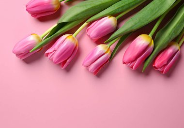 Pembe arka planda uzanan güzel laleler, üst manzara..