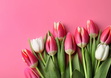 Pembe arka planda uzanan güzel laleler, üst manzara..