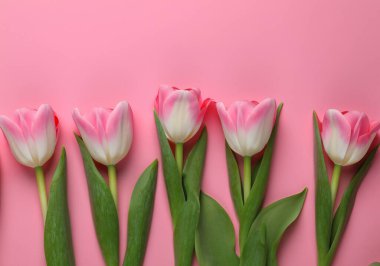 Pembe arka planda uzanan güzel laleler, üst manzara..