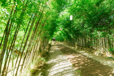 Gardını almış güzel bambu manzarası