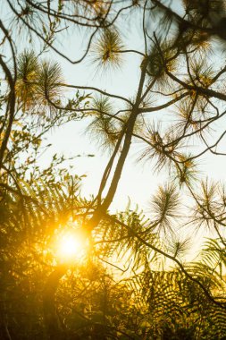 Güneş ışığıyla yeşil çam ağacını kapat