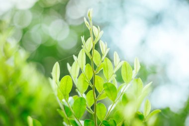 Bahçedeki yeşil yaprağı kapat, arkaplanı bulanık