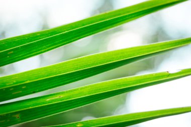 Bahçedeki yeşil yaprağı kapat, arkaplanı bulanık