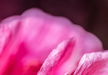 Hassas pembe taç yapraklarının makro görüntüsü. Doğal arka plan. Sığ odak