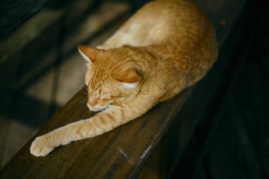 turuncu kedi tahta bir bankta yatıyor.